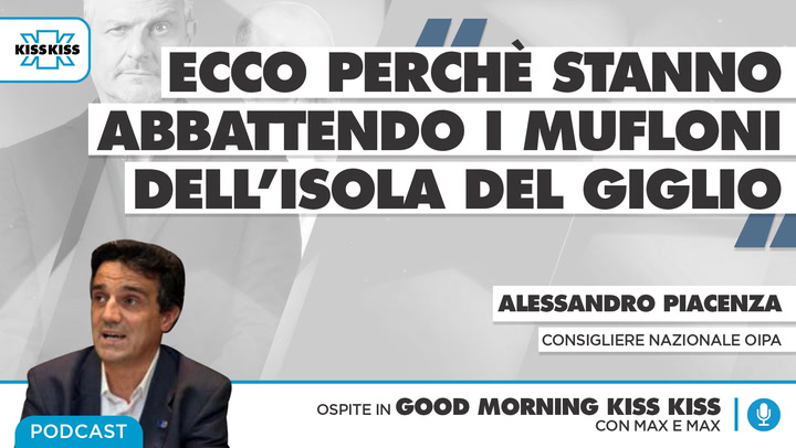 Mattanza dei mufloni: cosa sta succedendo all'isola del Giglio in Good Morning Kiss Kiss (AUDIO)