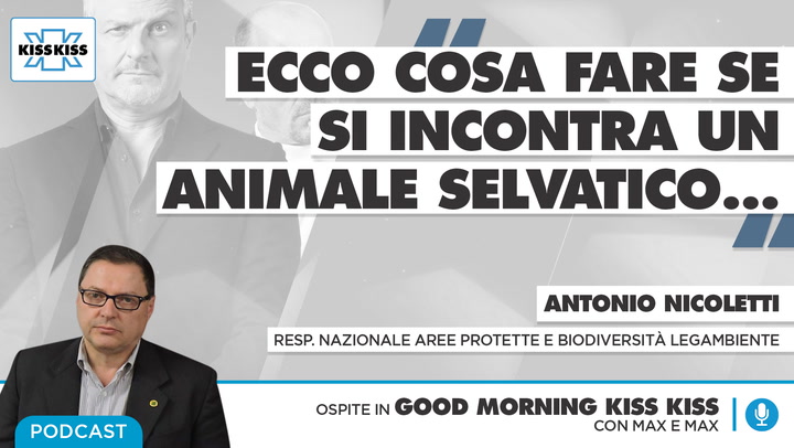 Animali selvatici: cosa fare quando se ne incontra uno in Good Morning Kiss Kiss (AUDIO)