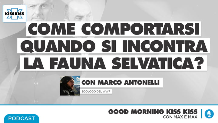 Fauna selvatica in Italia: come comportarsi in caso di incontri ravvicinati in Good Morning Kiss Kiss (AUDIO)
