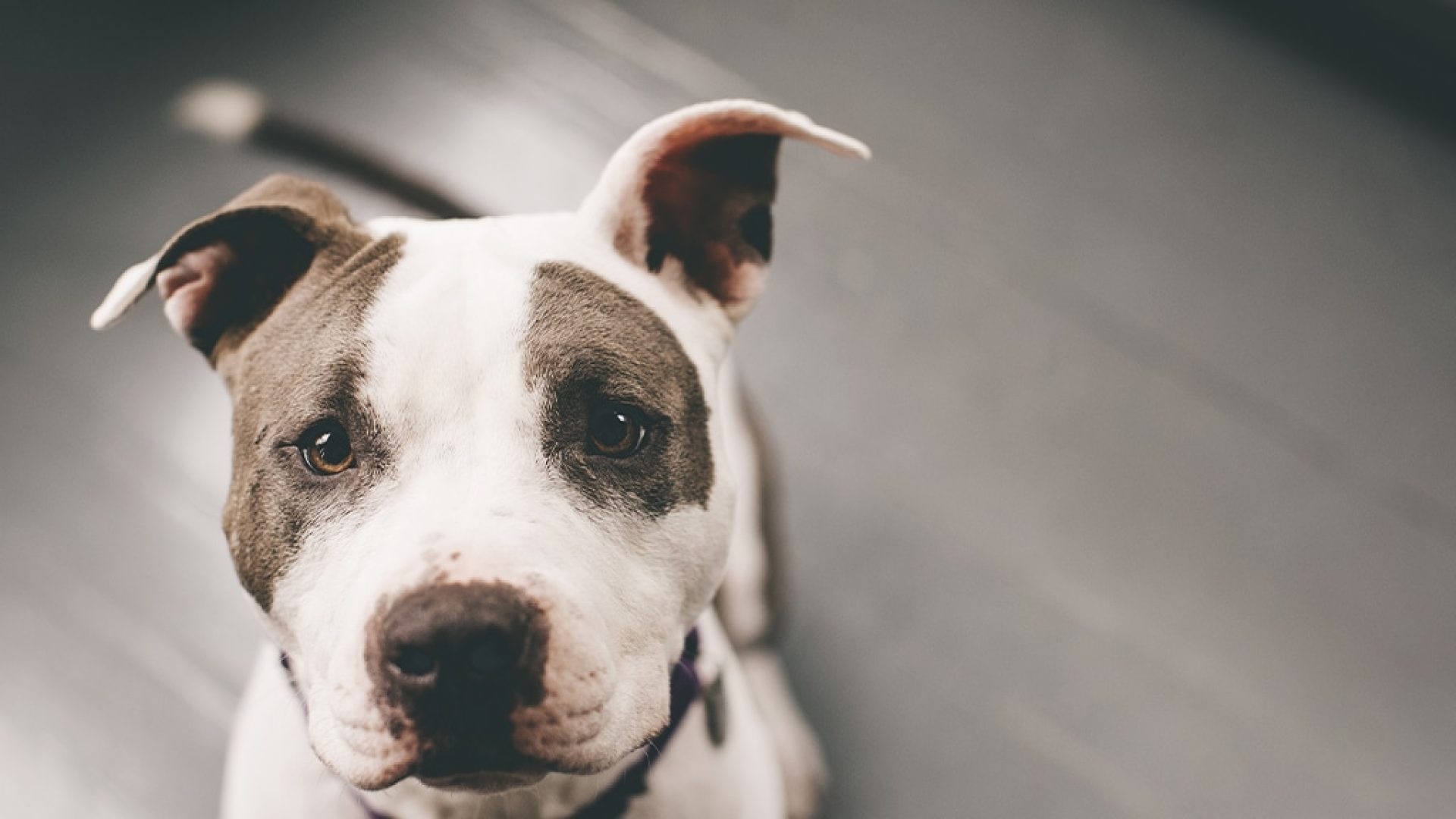 pitbull